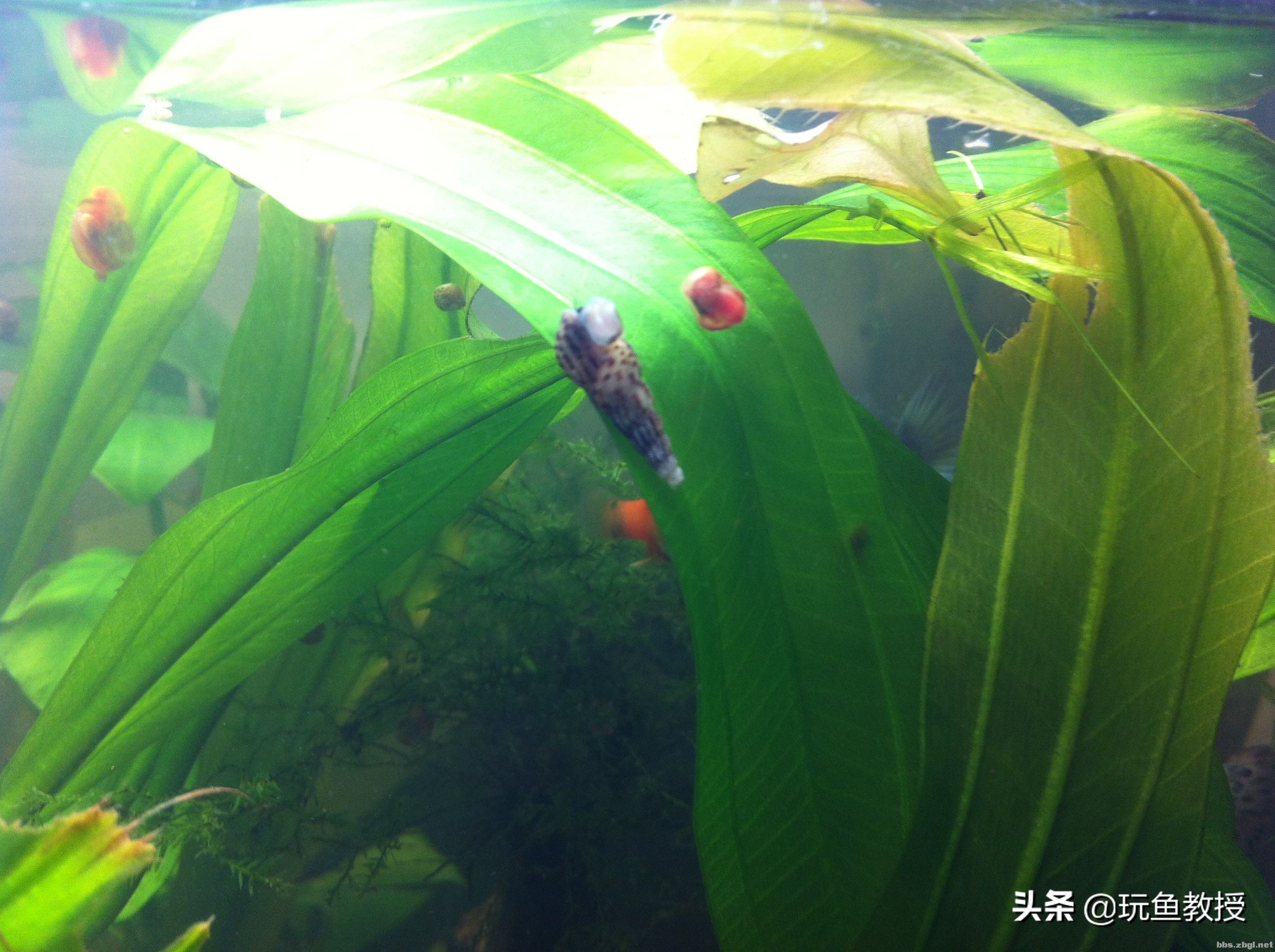 鱼缸爆螺,鱼缸爆螺的危害有哪些