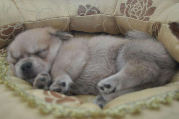 狗狗为什么老做梦,狗狗经常做梦是不是更聪明