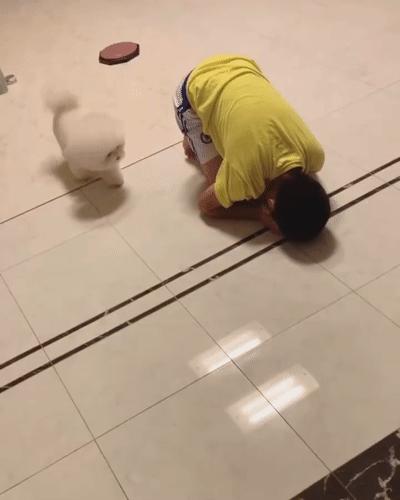 比熊这朵棉花糖，圆圆白白胖胖，是我的初恋情狗没错了