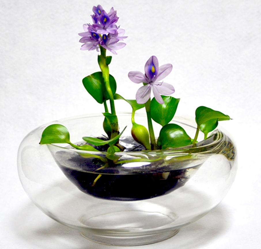 水浮莲的生长特点,凤眼莲好养吗图片