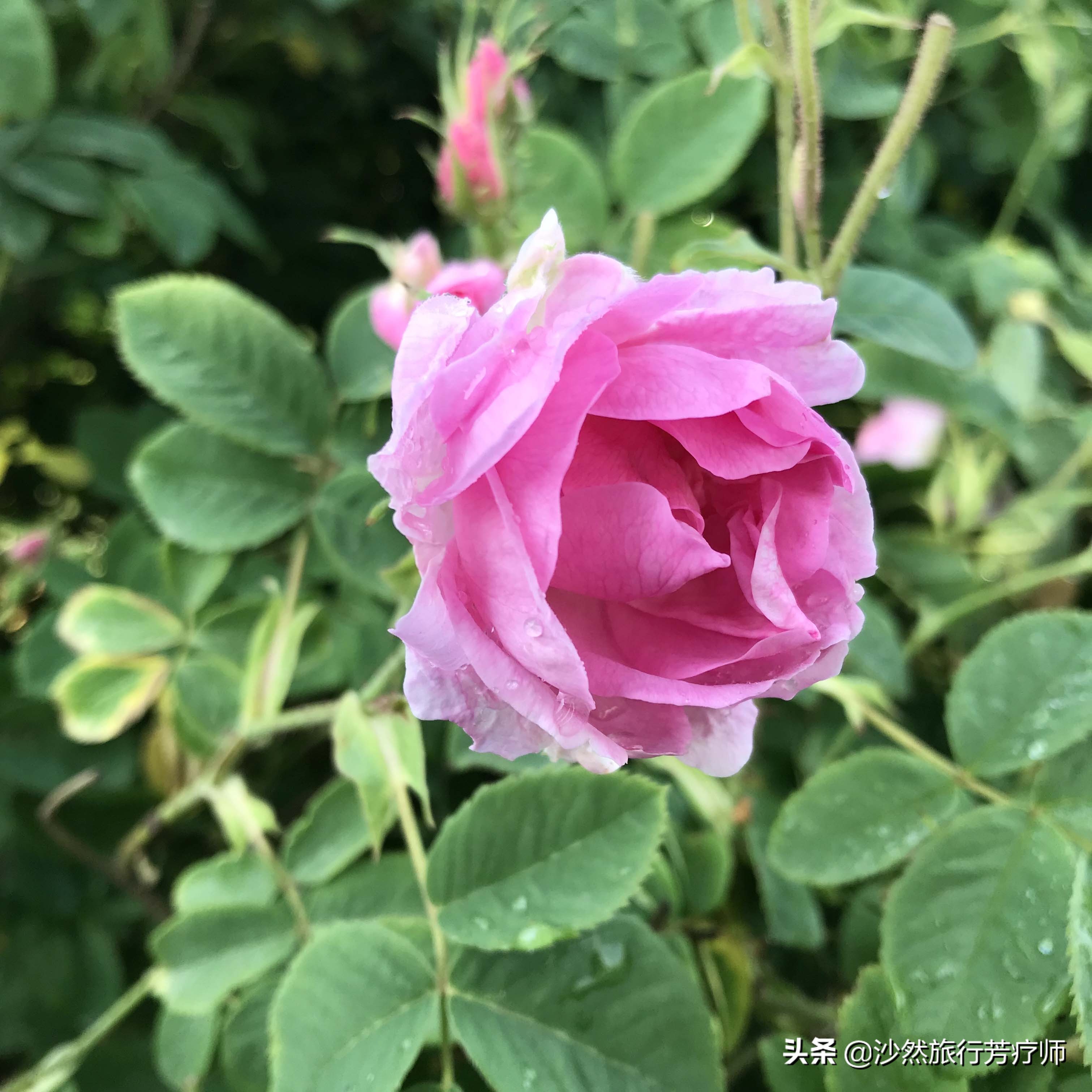 芳疗纯露,芳疗店纯露怎么用