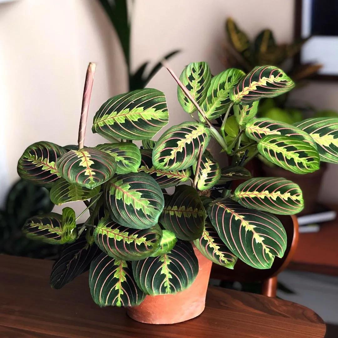 10片叶子的绿植,室内绿植盆栽一元