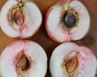 桃第二次生理落果严重的主要原因,桃果裂核该怎么办