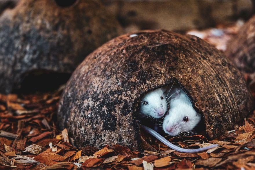 生物世界真的很奇妙,大自然中奇妙的生物