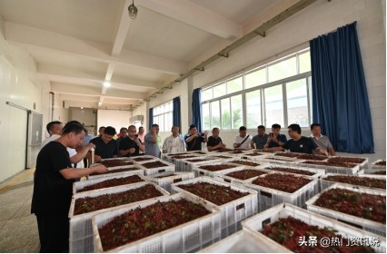 五丰黎红2.5升花椒油官方旗舰店,五丰黎红的花椒油是冷榨吗