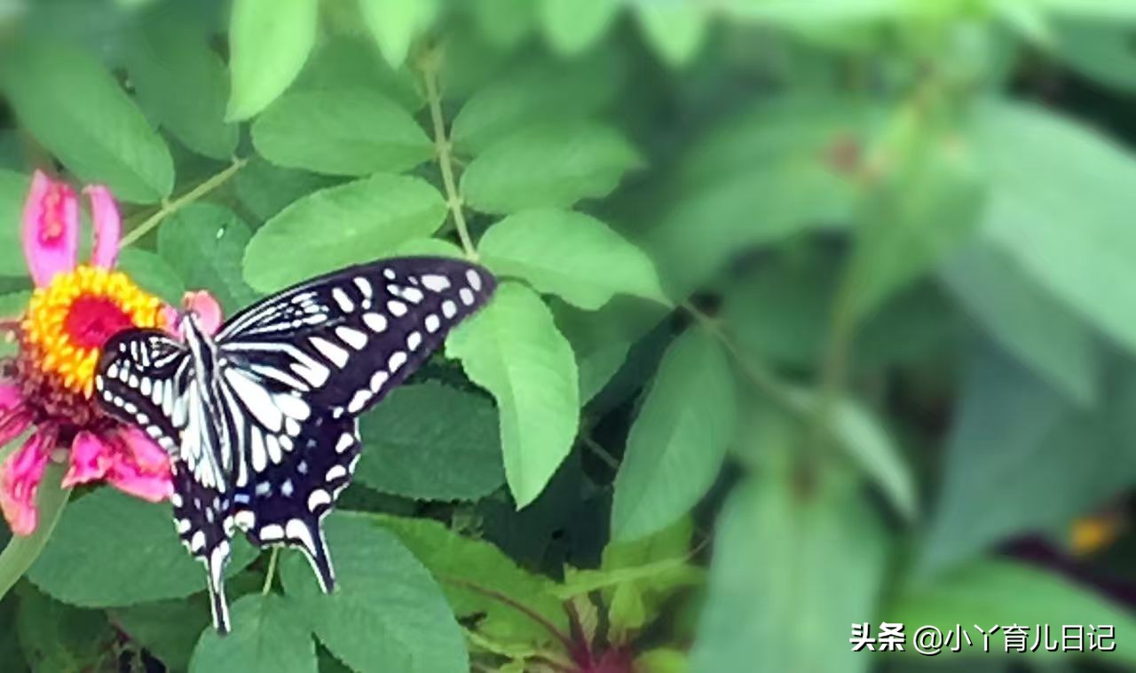 当孩子被人说长得丑,当孩子被别人说丑的时候怎么办