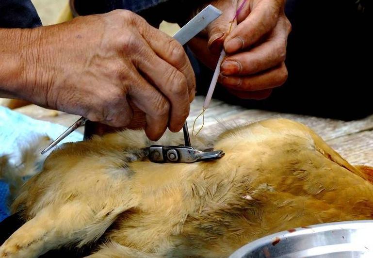 怎么做阉鸡,阉鸡怎么阉的步骤