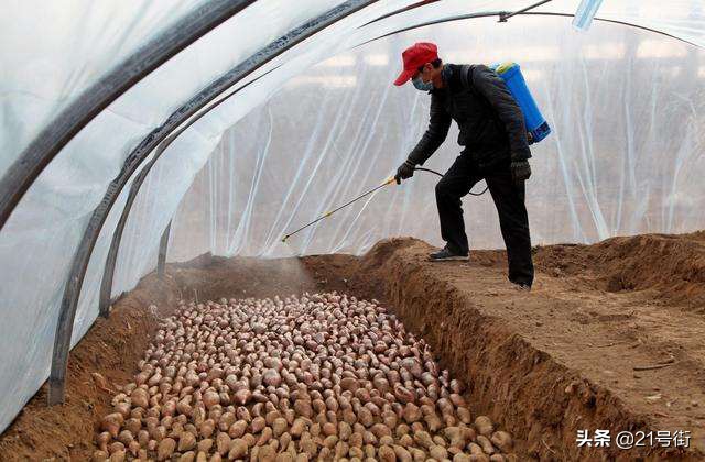 北海哪里有红薯种植基地,甘薯小象甲对人体有什么危害