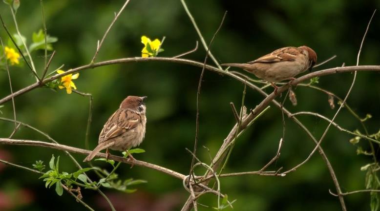 高清童年常见飞禽篇(值得珍藏)