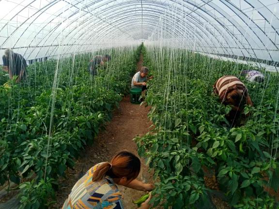 真好！一年挣一百多万元。阳原这个地方的人钱袋子鼓起来了