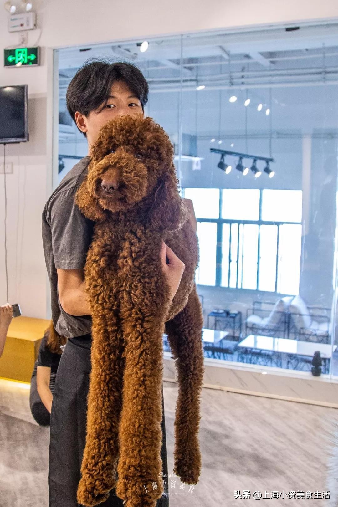 魔都哈士奇体验馆宠物咖啡,魔都哈士奇咖啡馆