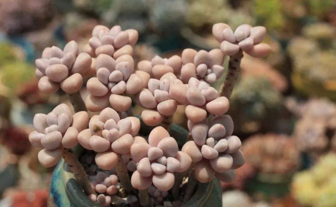 艾伦怎么爆盆,多肉植物艾伦缀化