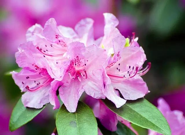盘点那些有毒的花,有毒花草请不要误食
