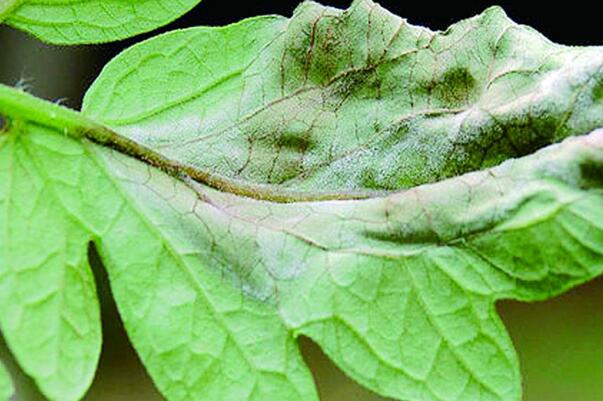 金钱树有虫子怎么处理,金钱树土壤里有小白虫怎么治