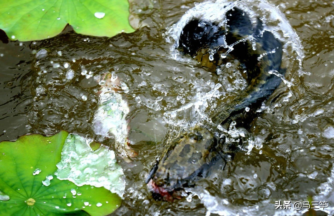 路亚打黑为什么一条也钓不到,路亚黑鱼如何避免钩不上