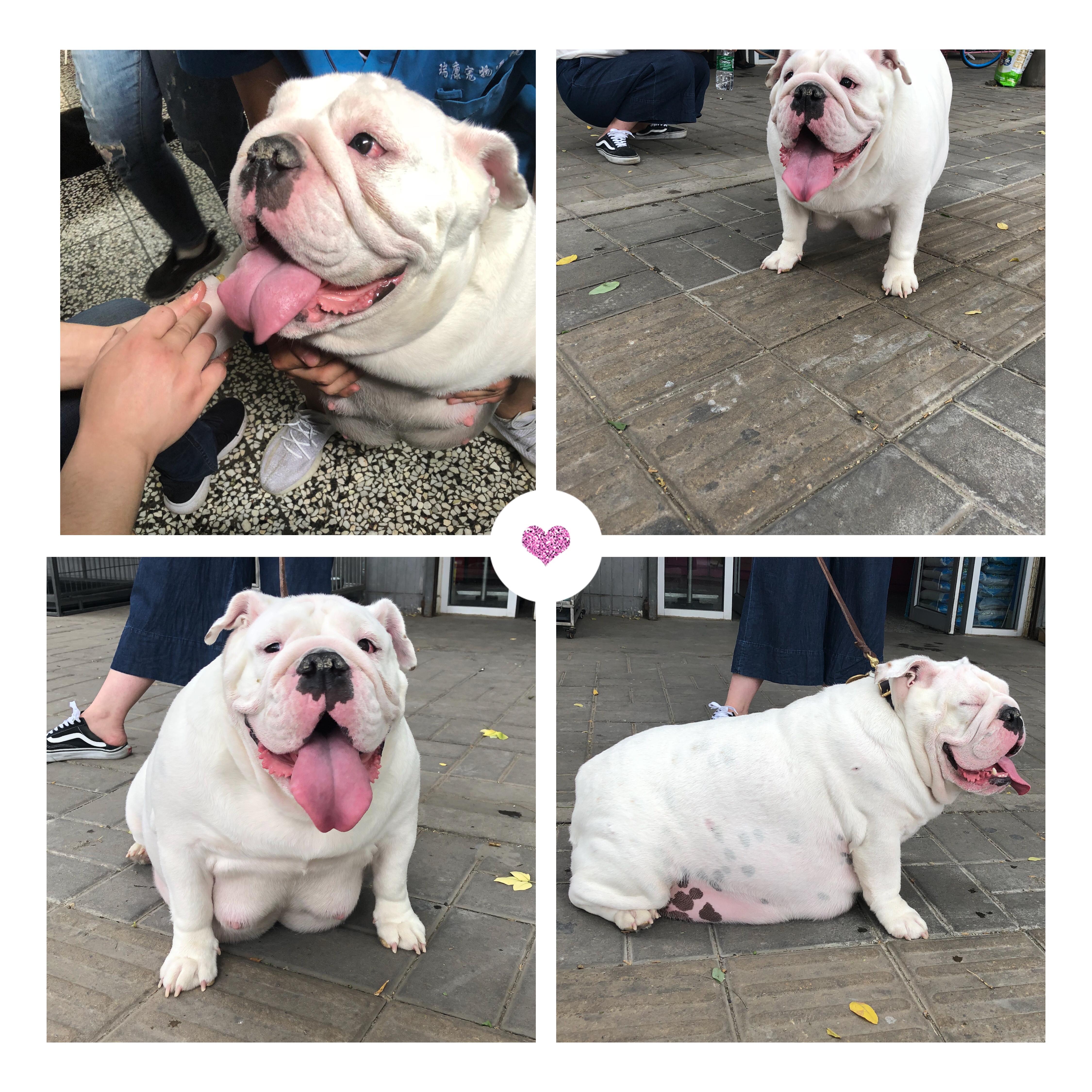 英牛的孕产记实——一场生死线上的考验