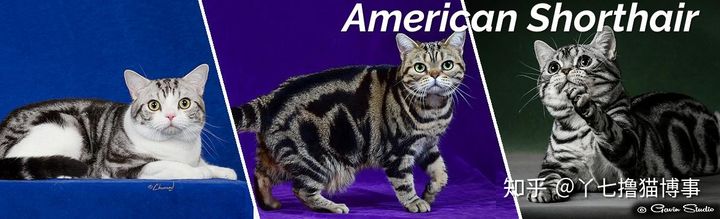 有哪些好看的家养猫,最适合家养的猫咪品种不掉毛