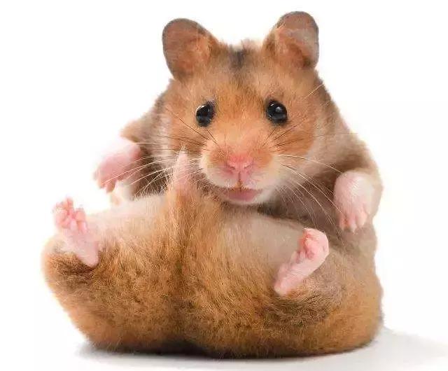 仓鼠的种类及图片大全,加卡利亚仓鼠和叙利亚仓鼠