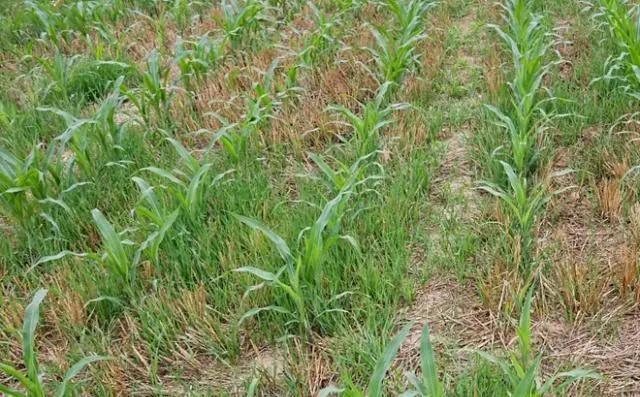 烯草酮除草剂使用注意事项,除草剂使用注意事项