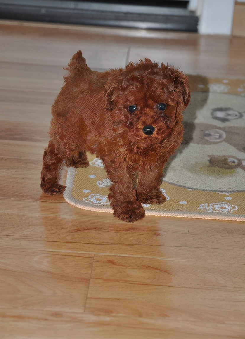 实不相瞒，泰迪犬“拆蛋”后会有这5个变化