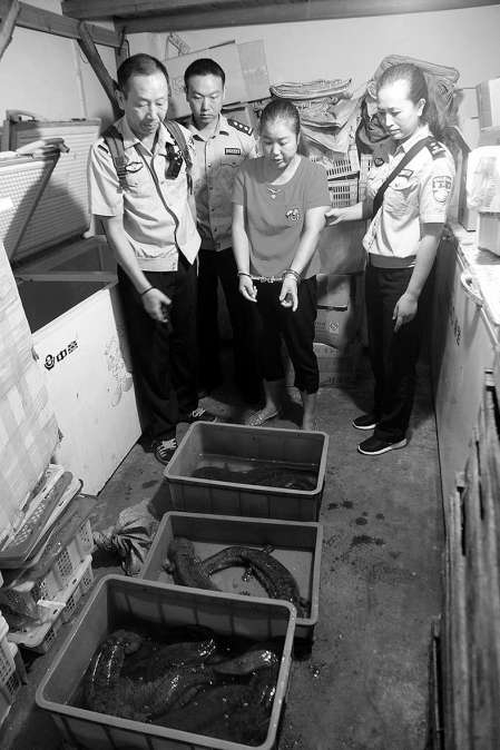 野猪400多公斤咬死老虎,野猪被斩断