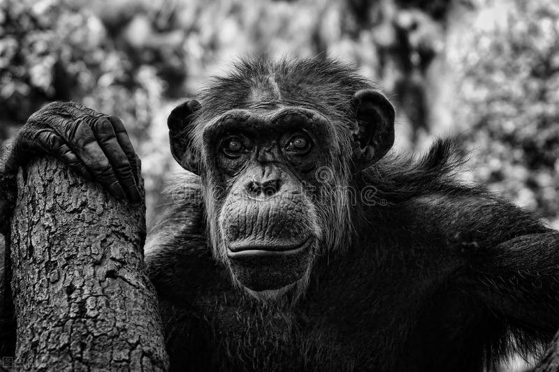 野人95、爷孩居然爱上了小老师莉莉，但莉莉不爱他这个野人