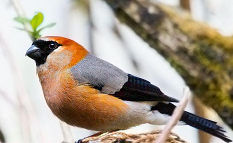 东江揽胜,惠州淡水常见鸟类图谱