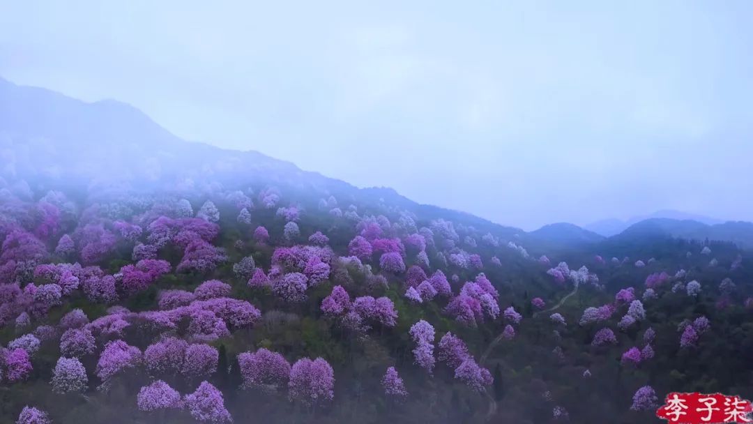 看了李子柒的视频的感受,看完李子柒后的感受