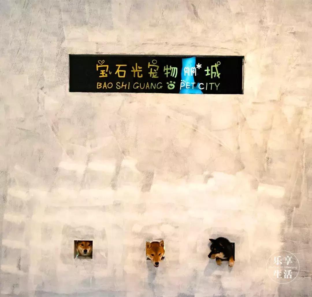 39.9元羊驼,羊驼门票抖音团购