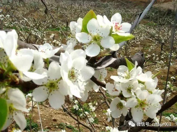 常州周末适合去哪里踏青,清明农庄亲子游攻略