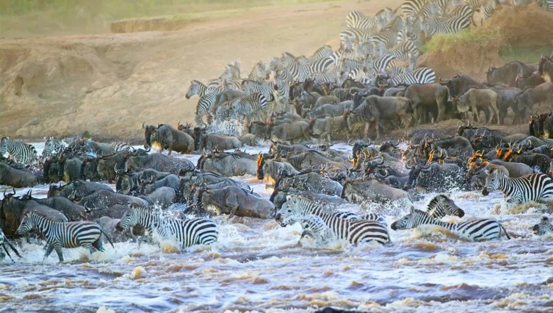 世间稀有的白色长颈鹿母子，在非洲被残忍猎杀，发现时只剩骨骼