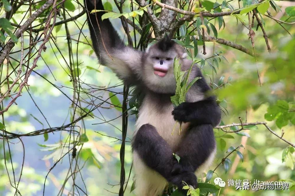 云南滇金丝猴主要栖息地为,中国濒临的动物金丝猴