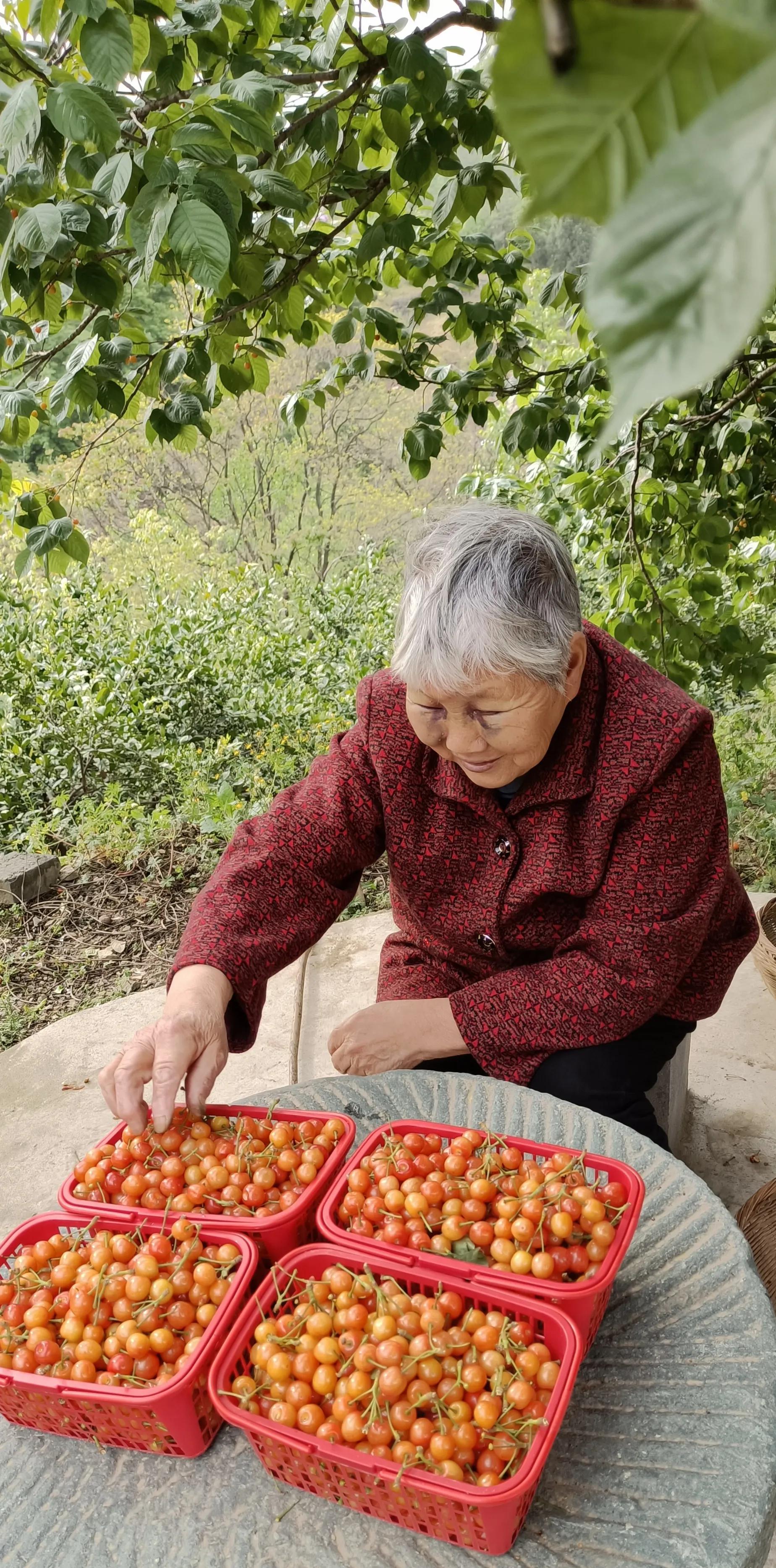 人间最美四月天，十里樱桃红满园
