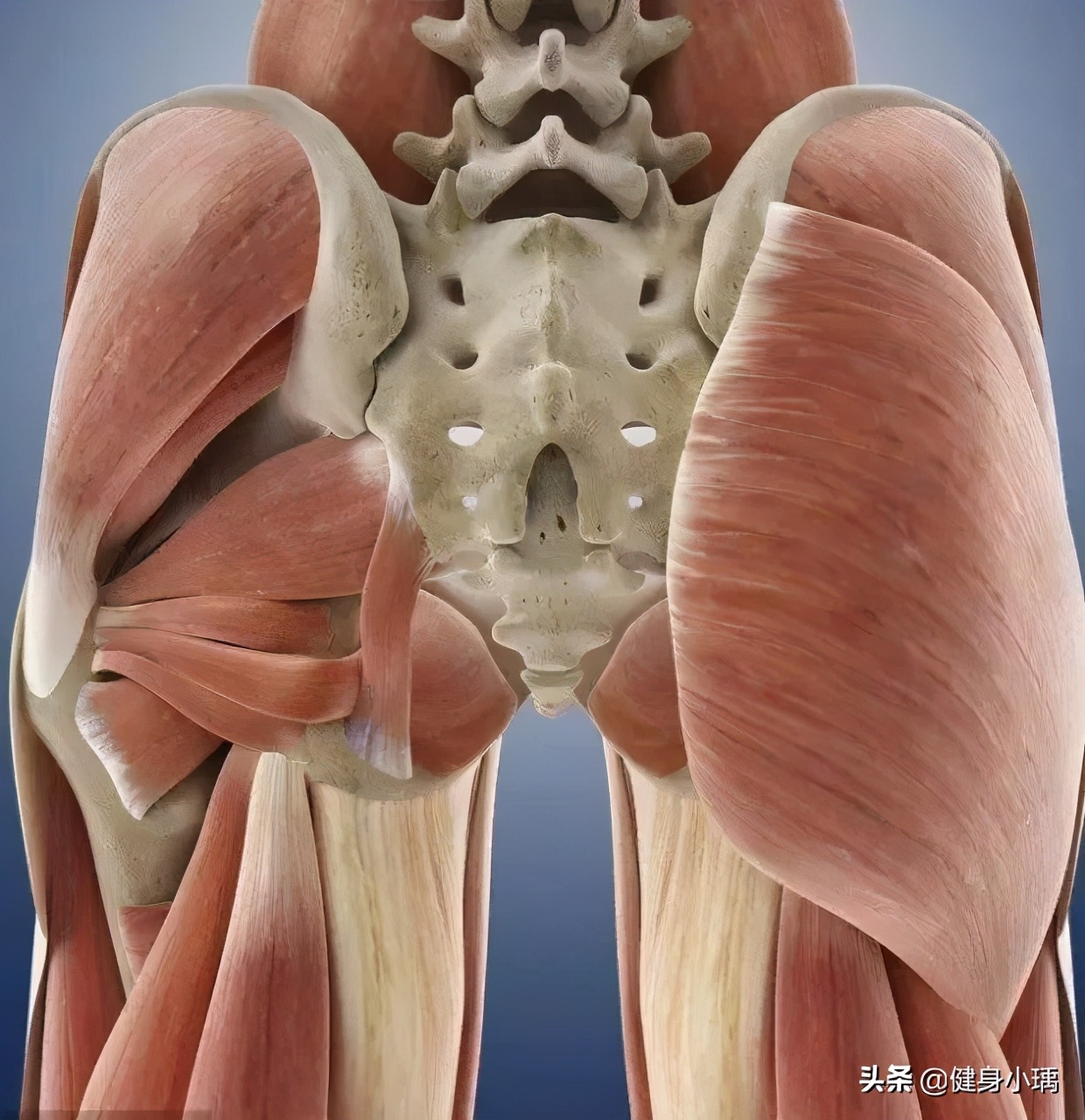 腿部肌肉练习全攻略,腿部肌肉起止点及功能训练动态图