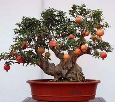 石榴栽培技术标准,石榴栽培技术