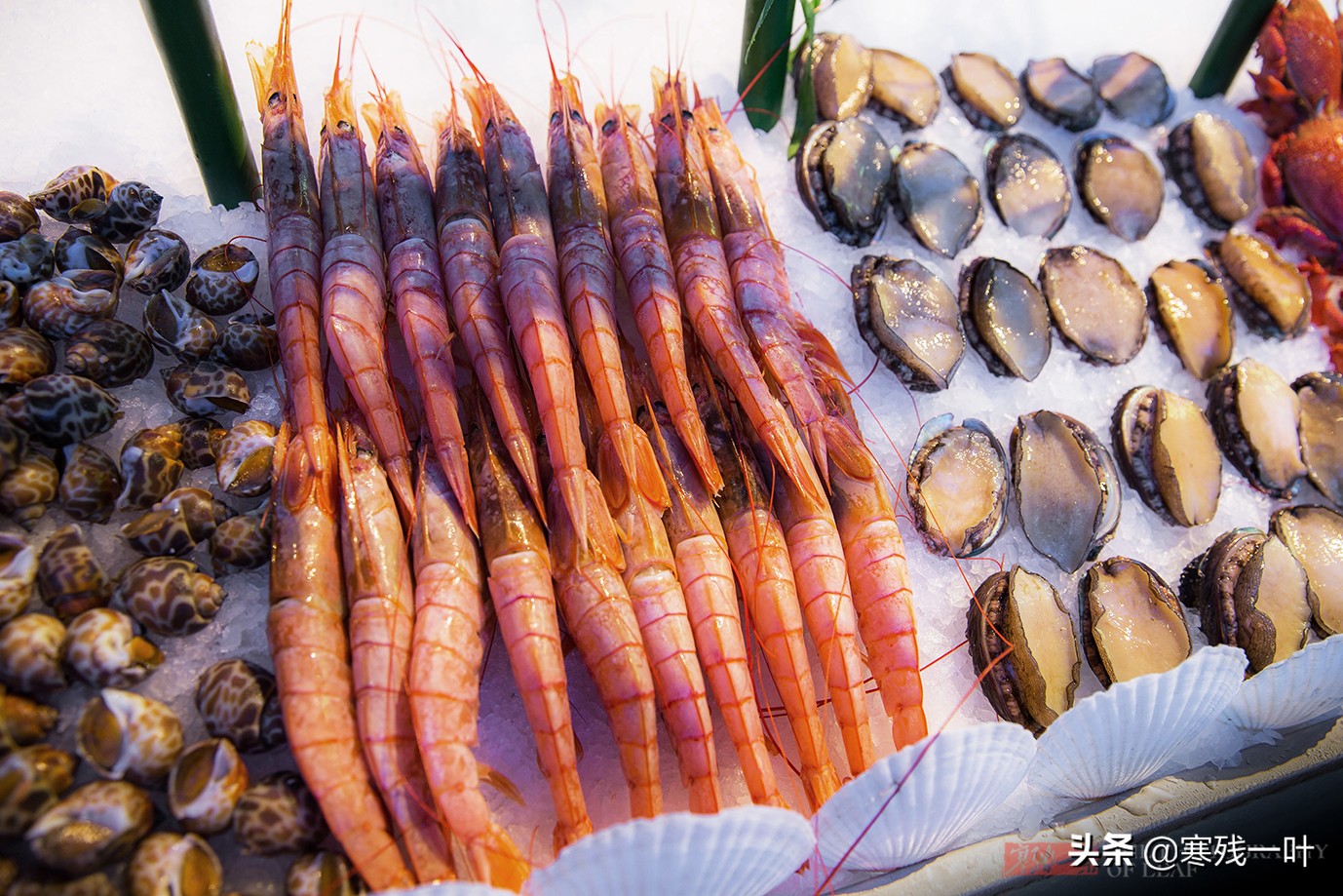 杭州蓝鳍金枪鱼自助,杭州金枪鱼自助