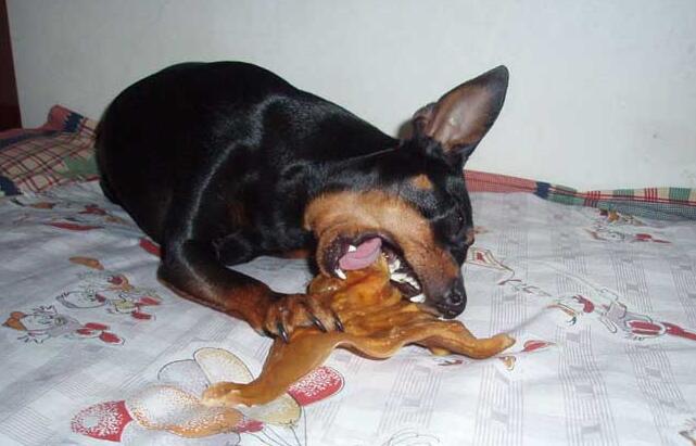 狗狗大便带血怎么办,泰迪狗狗大便有血怎么回事