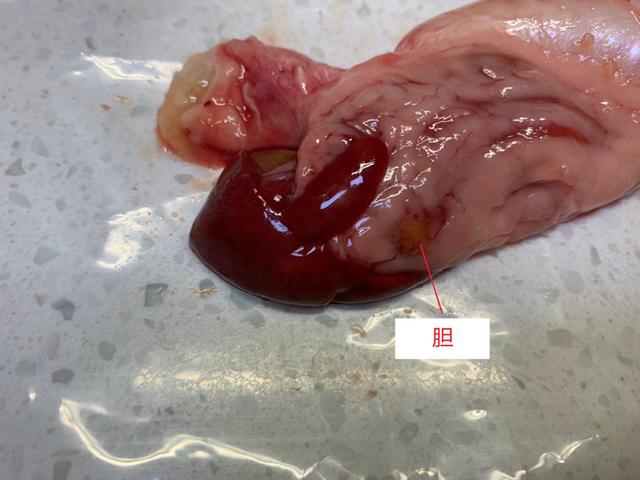 立达五彩金龙值多少钱,立达七彩过背金龙