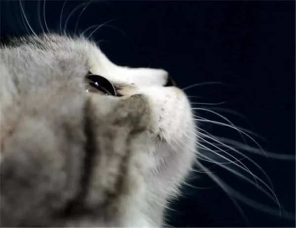 猫咪眼部常见的疾病及日常护理