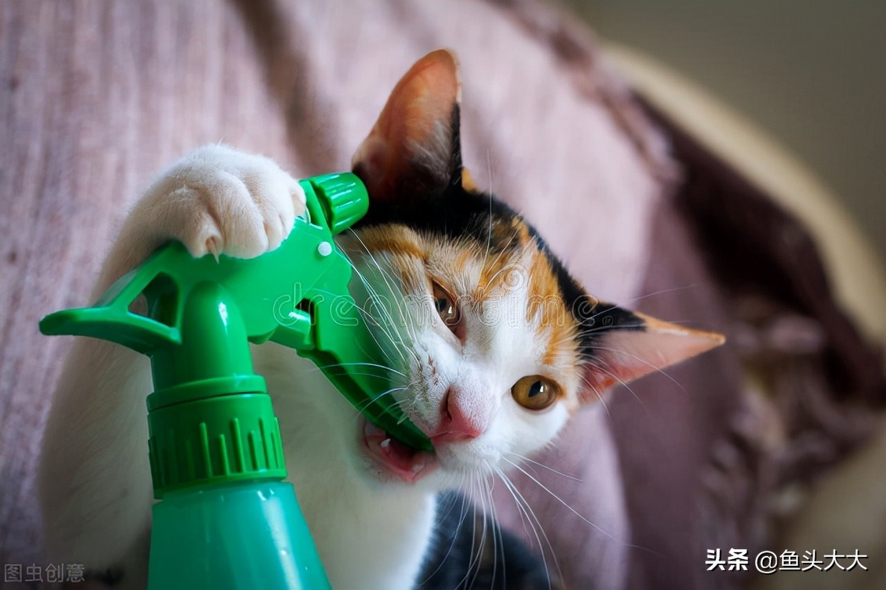 疱疹病毒杯状病毒怎么消毒,怎么分辨杯状病毒