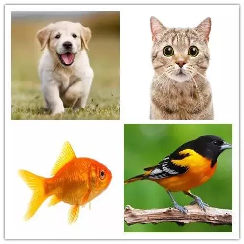 3-6岁有关动物的英语绘本,动物绘本英文