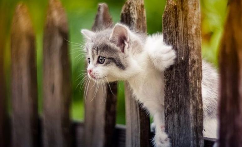 猫狗驱虫最佳方法,猫狗驱虫正确姿势