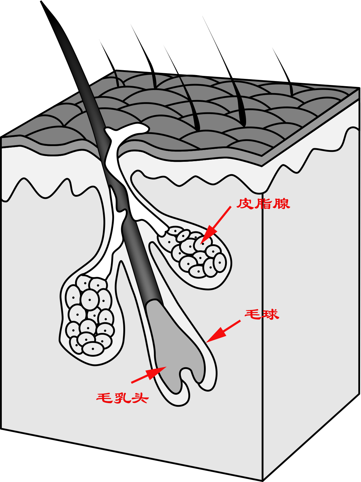 人到中年不得已都开始秃顶了,中年男人的三大危机秃顶发福