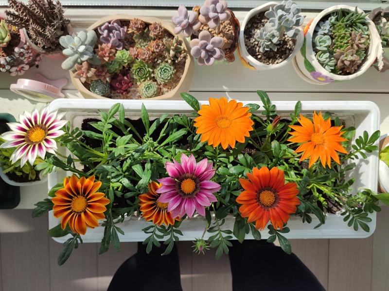 养盆“假太阳”，各色“小勋章”，这种菊花忒漂亮，假花一样