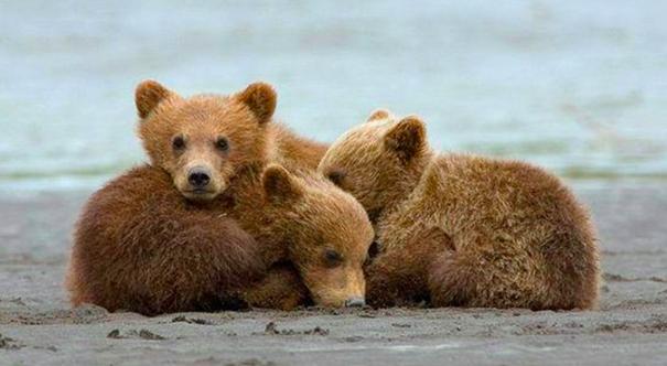 一个神奇的物种既会下蛋又会生仔,科学家发现的奇妙物种