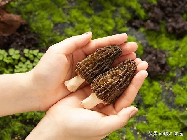 羊肚菌四大菌王,法国野生羊肚菌