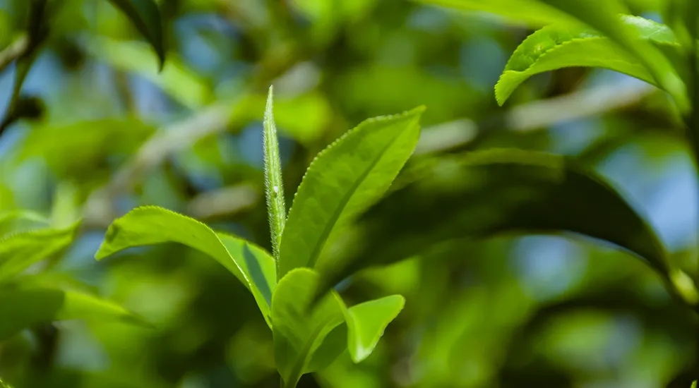 探讨一下普洱茶行业的过剩与稀缺,茶行业产品过剩