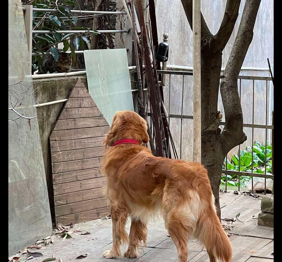 金毛家猫和流浪猫,金毛养了一只流浪猫