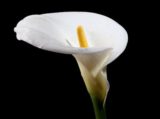 剪马蹄莲的方法,马蹄莲怎么剪枝好看图片