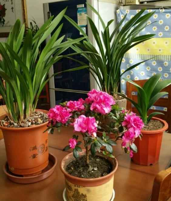 养花土如何配置天然土,怎样配制家庭养花最好的营养土